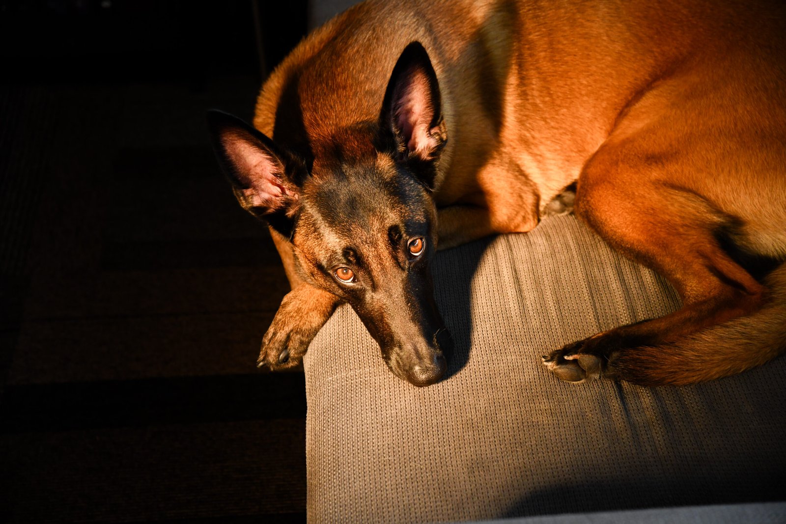 Pavement vs trail running: joint & tendon impact on humans and dogs