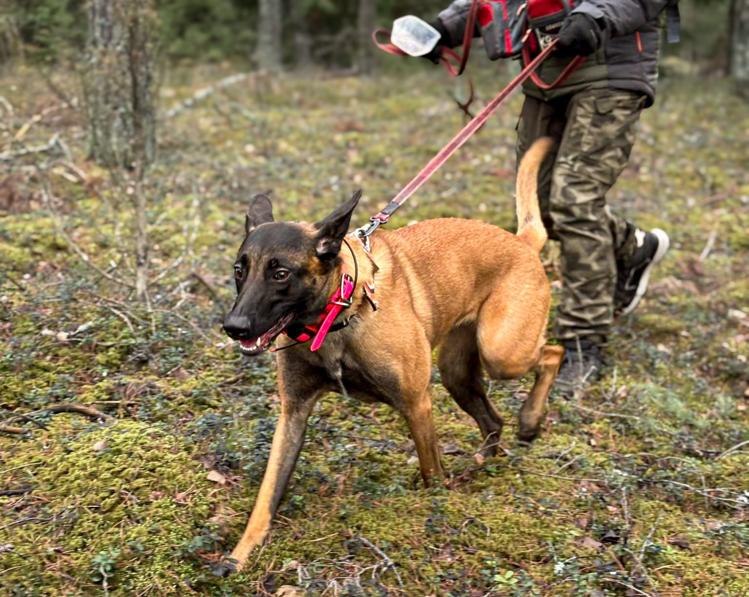 Drive vs Motivation, the long read